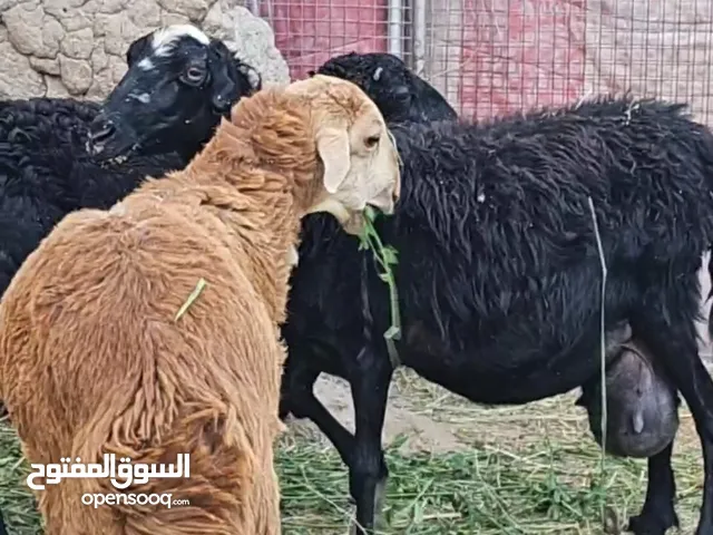 جعد للبيع  تقريبا عمرهن  سنه ويمكن زياده شي بسيط