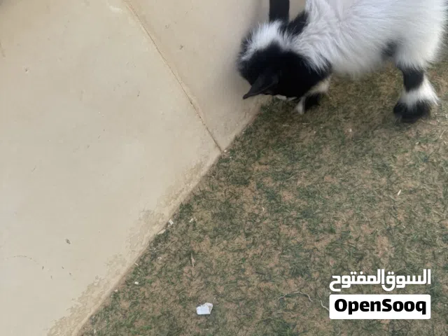 ماعز قزم انثى صغير