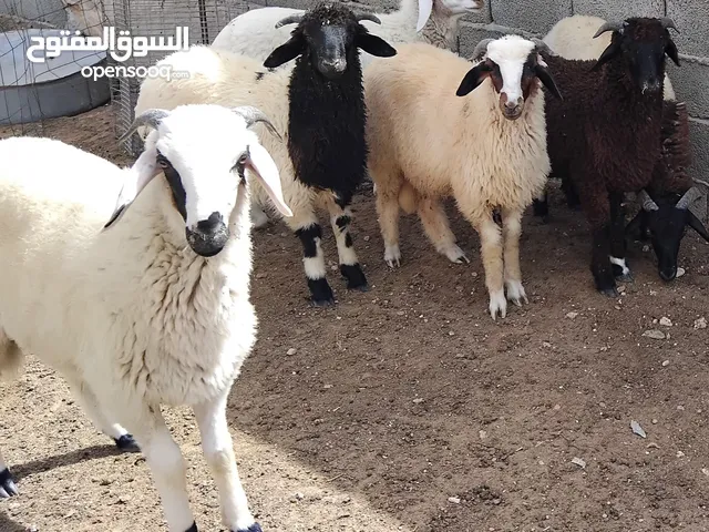 بسم الله 6 خرفان للبيع أعمارهم 6 شهور السعر المطلوب 1450دينار الخروف الواحد البيع جملة مع بعض