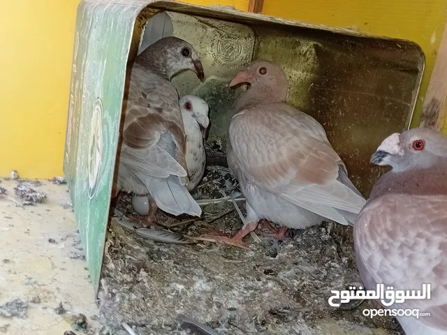 حمام مشكل للببع كوم فقط