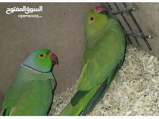 جوز درة هندي اخضر سوبر جامبو صحه ونظافه جاهز للانتاج باذن الله فقط 135 السعر حرق