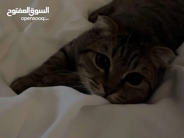 قطو سكوتش فولد للبيع