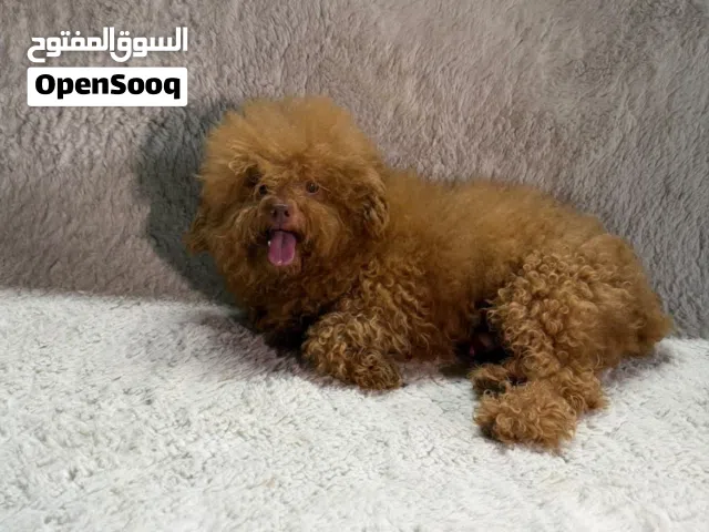 Toy poodle