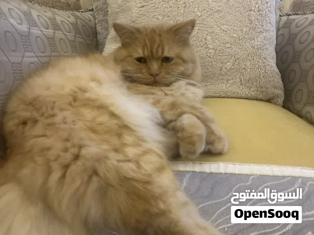 مملكه القط الذهبيه
