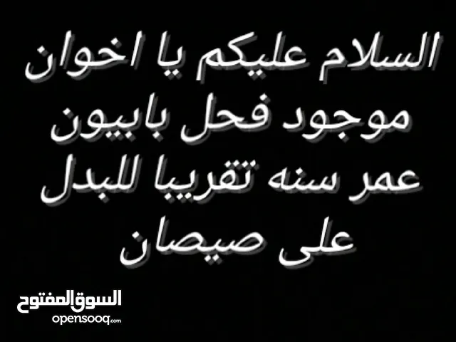 لابدل ع صيصان