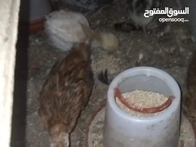 6 عتاتيق العمر 2.5 شهر