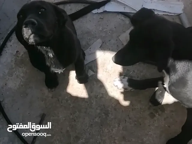 كلاب جيرمان بندوق ع سلوقي الام جيرمان والاب سلوقي للبيع