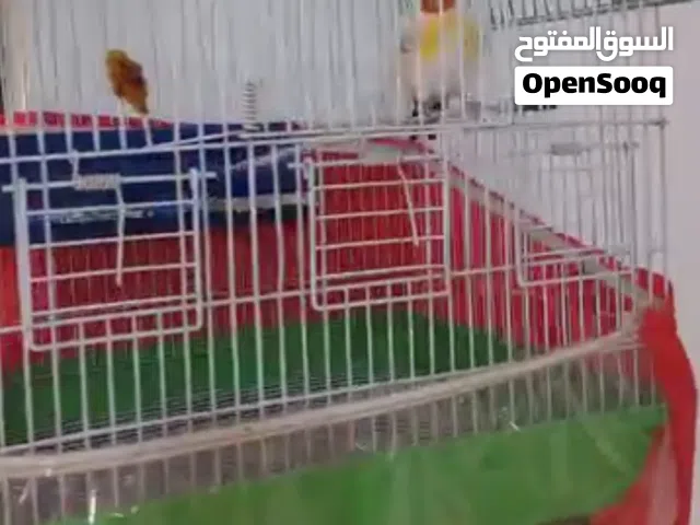 مطلوب بسعر طري مطلوب بسعر مناسب ذكر حسون ترباي حتى لو مريض المهم بسعر طري أنا بعالجه