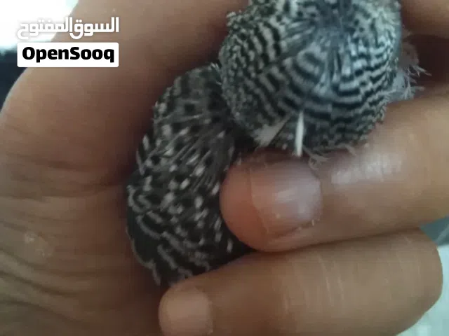 فرخ بقلينو للبيع