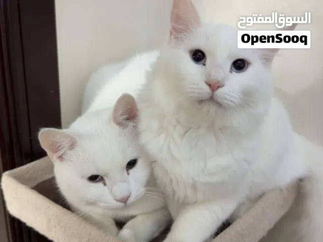 للتبني قطط ذكور