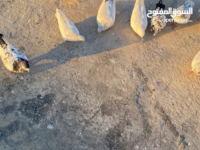 حمام للبيع