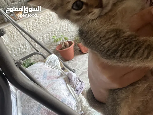 قطتين للتبني (منغا وفيفي) شهرين ومدربين على اللتر بوكس