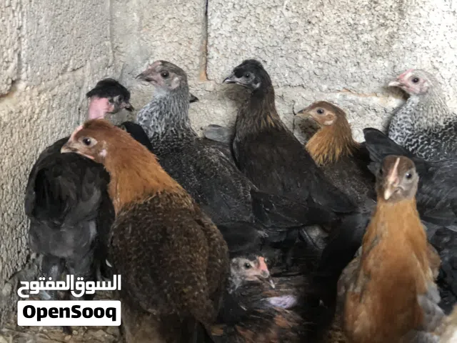 دجاج عربي ربي يبارك عمر تلات شهور ونص