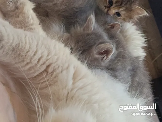 انثى شانشيلا تبني
