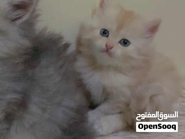 للبيع قطط شيرازي العمر شهر ونص