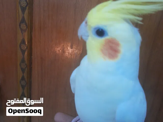 كوكتيل اليف ياكل من الايد