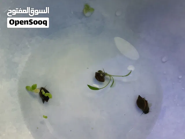 Bladder snails حلزونات للبيع عندي حجمين أربع كبار و8 صغار