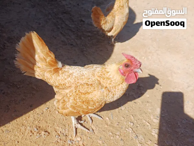 دجاجة وفروج سبرايت انيق شوموا
