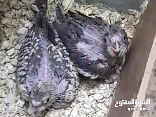 كوكتيل فراخ زق يدوي واحد ايزابل و واحد حبشي