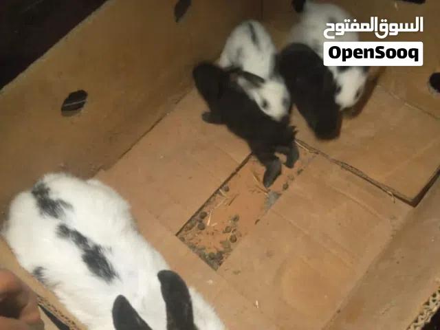 انتايه وتحتها 4