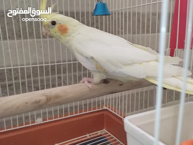 ببغاء كوكتيل ذكر العمر 5 شهور مع قفص