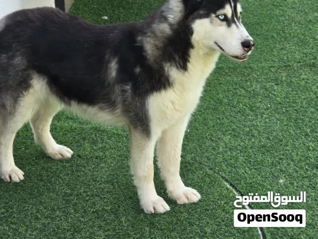 هاسكي ( اسمه ليو)