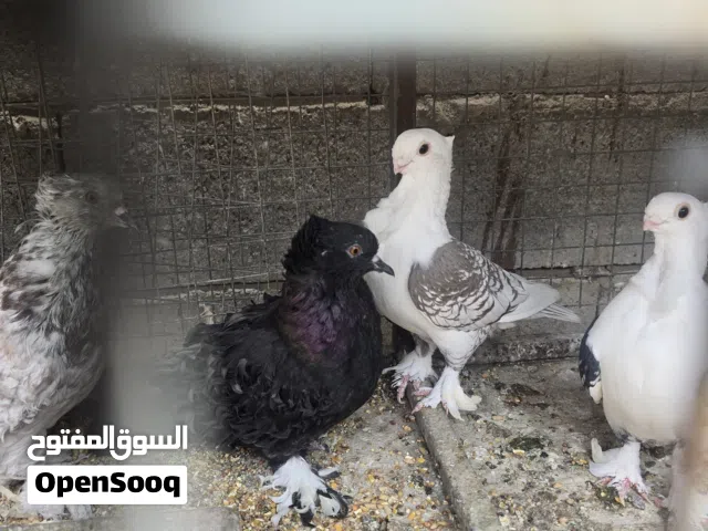 حمام زينة نكرو + حب الرمان أبيع شلع هنة والقفص حمام بصحة جيدة