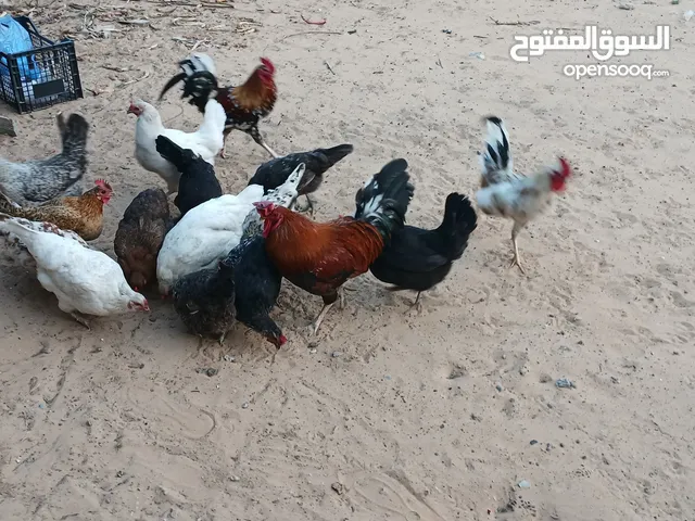 دجاج عربي الله يبارك