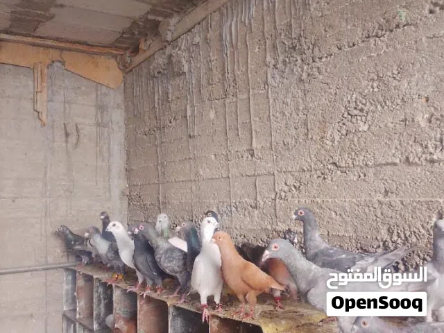 حمام للبيع 30 جوز 120 دينار غير قابل للتفاوض