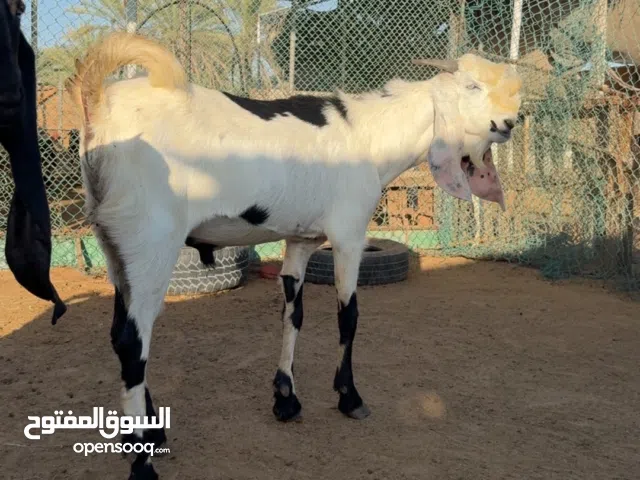 فحل بيتل للبيع