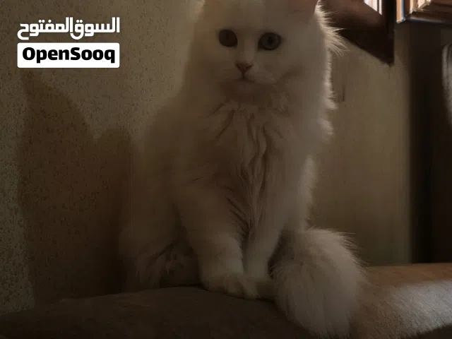 قطوسه انتى نوع شانشيلا عمرها 3اشهر