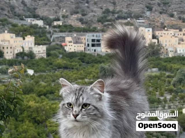 قط شيرازي للبيع