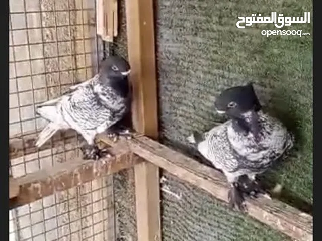 السلام عليكم مطلوب حمام بلادمير مستوا قوي