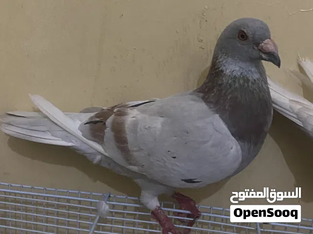 زاجل زوج مع الانتاج ب15 ريال زوج احمر وسلفر