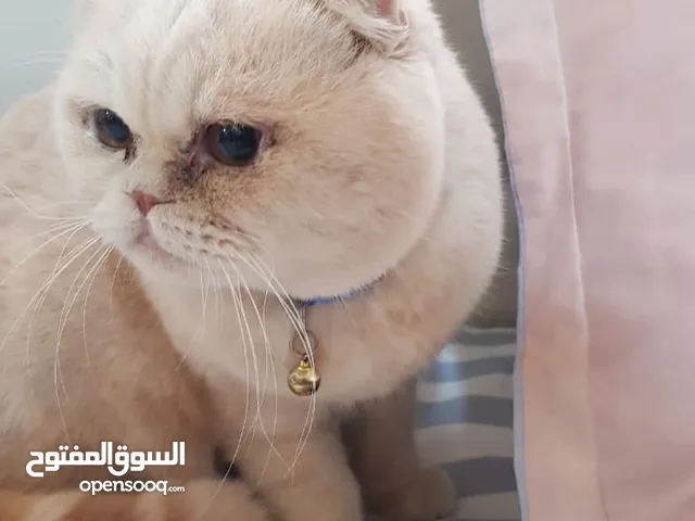 قطط شنشيلا مكس هملايا عمر 50 يوم ذكر وانثى في اربد متعود على التر بوكس والداري فود