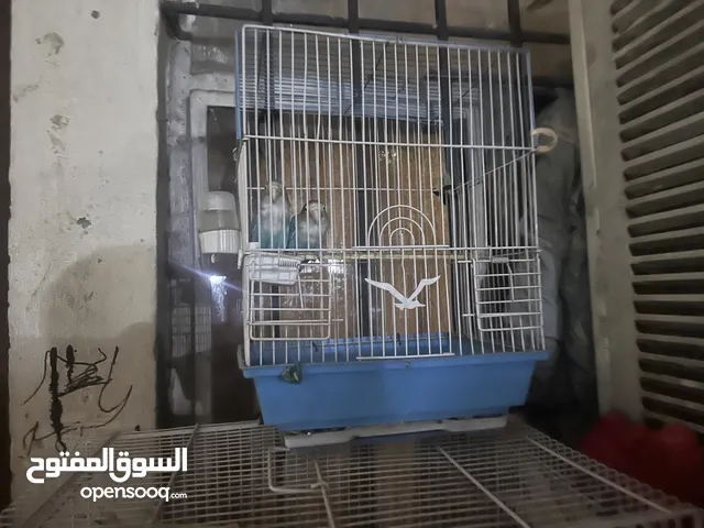 ببغاوات مع عرض خاص