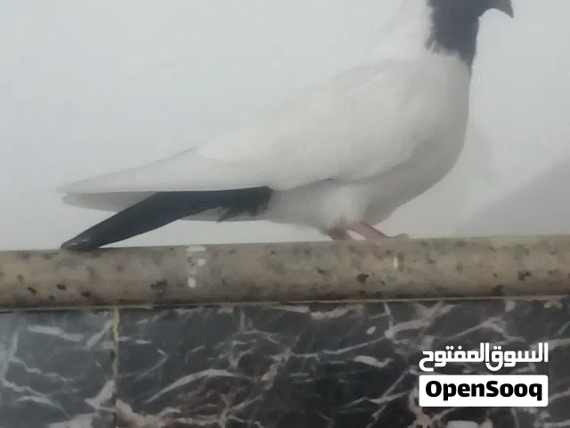 حمام زيمة جيكي