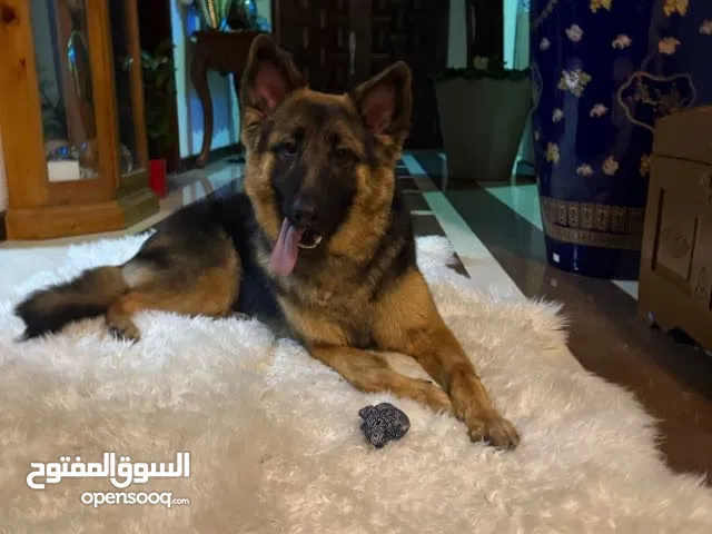 Hi he’s a pure German shepherd and jumbo and long hair. He has his passport and certificate 7 months