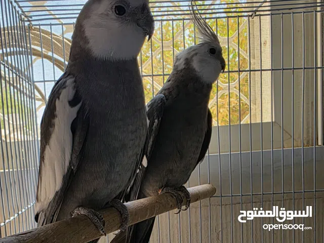 طيور كوكتيل