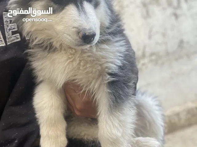 ذكر هاسكي نخب اول