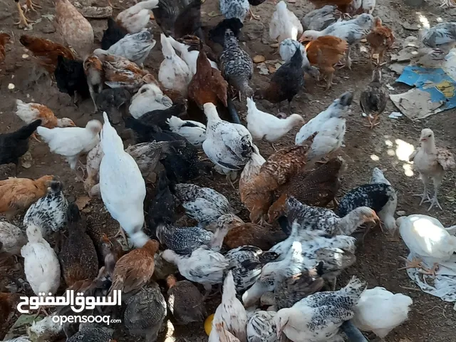 دجاج تهجين عماني