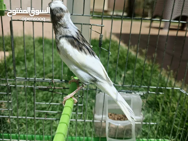 كناري للبيع