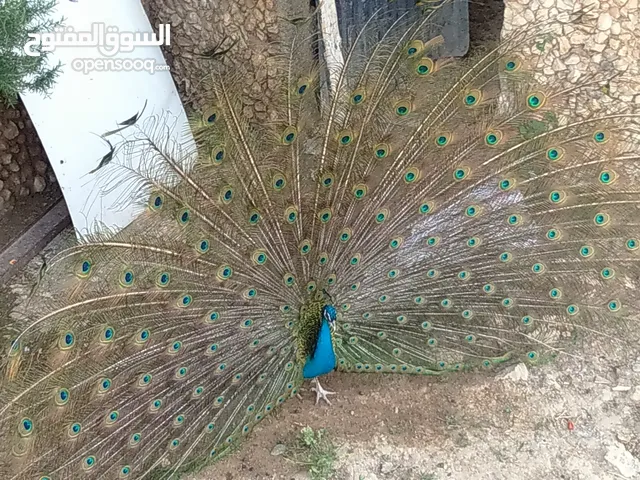 طاوؤس للبيع بسعر مغري