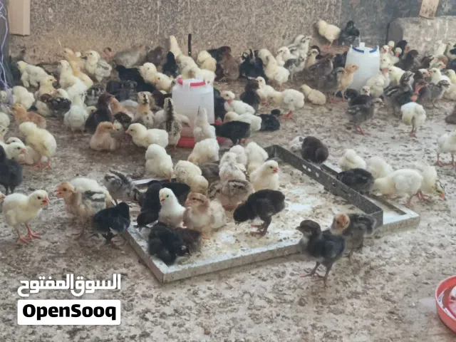 دجاج تهجين عماني فرنسي