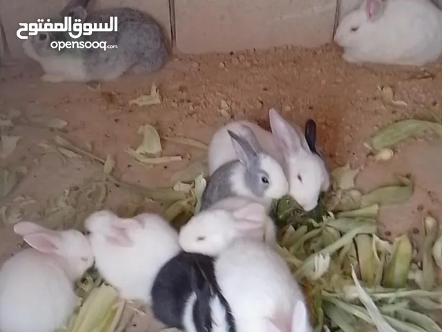 ارانب للبيع بسعر حرق