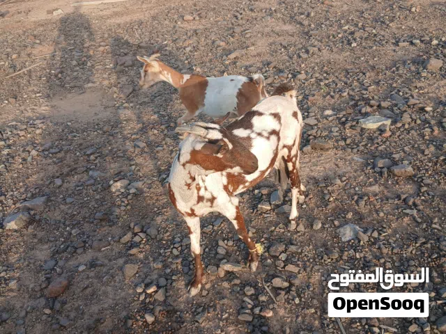 شاه دبسيه للبيع عمره سنه ونص