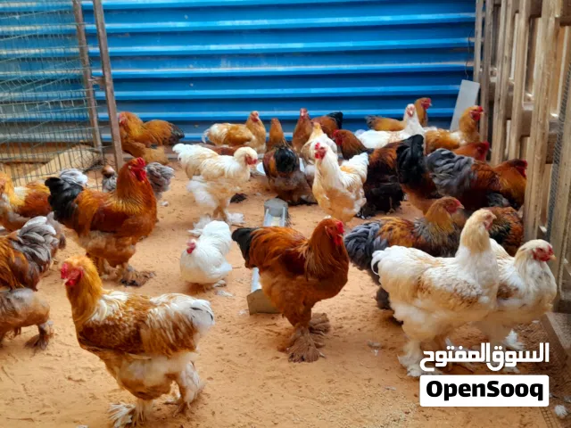 كزيوني بعد هكي اسعار مفيش في السوق حررق براهما ليموني طوق ابيض ومرايندا طوق اسود ورصاصي وحجلي درجة