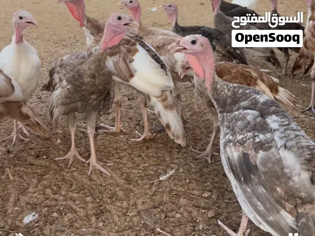 للبيع ديك الرومي