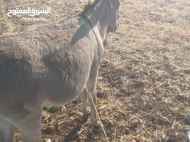 حمار غنم نخب اول ولا غلطه مخصي