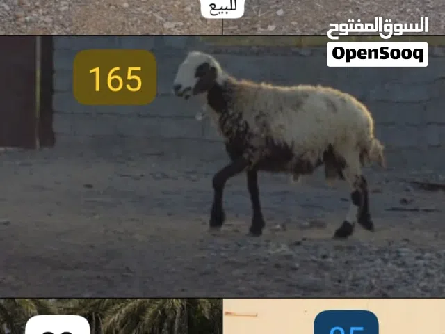 حلال متنوع مع اسعاره النهائيه